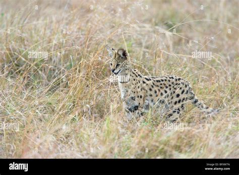 Serval Cat Leptailurus Serval Hunting In Long Grass Masai Mara