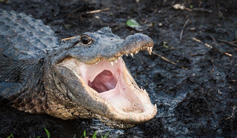 Alligator Attack Victim In South Carolina Didnt Scream During Incident