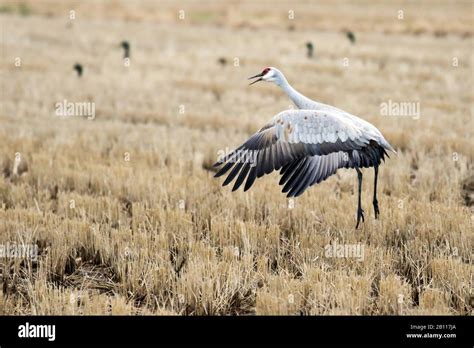 La Gr A Sandhill Grus Canadensis Antigone Canadensis Despamina Un Campo De Rastrojo Jap N