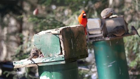 In The Garden Creating A Bird Friendly Landscape Youtube