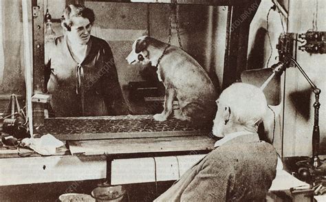 Pavlov And Dog Stock Image H4160428 Science Photo Library