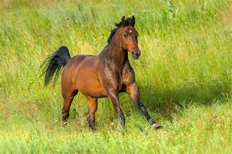 Bay Horse In Field Stock Image Image Of Speed Mammal 84971933