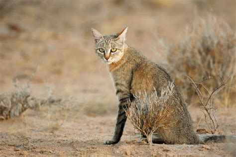 African Wildcat Species Facts Conservation Bigcatswildcats