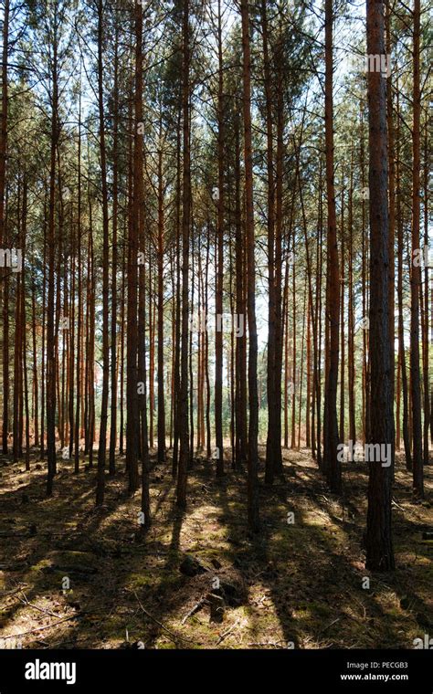 Inside Pine Tree Forest Coniferous Trees Stock Photo Alamy