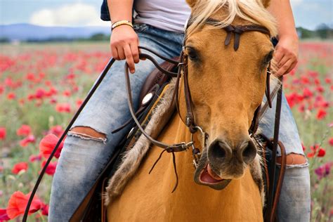 Horse Rider Poppy Fields Free Stock Photo Public Domain Pictures