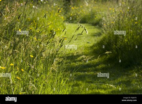 A Mown Path Through The Summer Meadow Grass In The Orchard At
