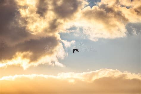 Early Morning Sunrise Over The Sea And A Flying Bird Stock Image