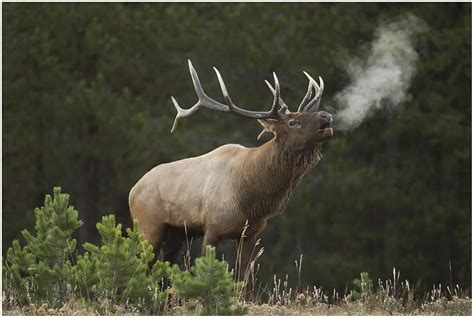 Bull Elk Bugling On Cold Morning In Yellowstone Np Smithsonian