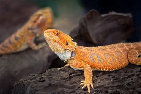 Red Bearded Dragon Most Expensvie Reptile Appetite Pets