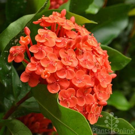 A good choice is the viburnum tinus, a small leaf evergreen that grows to about 3.5 metres. Ixora chinensis 'Prince of Orange' | Prince of orange ...