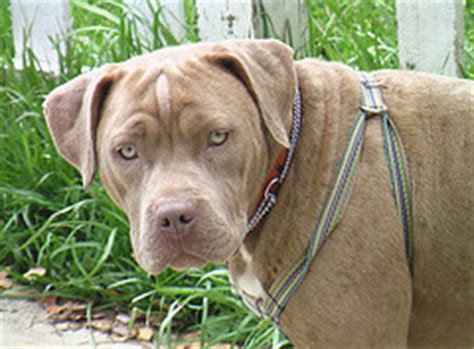 Laut polizei riss sich der hund am dienstagabend auf einer straße von seinem besitzer los. American Pitbull Terrier | Mischling - Mix