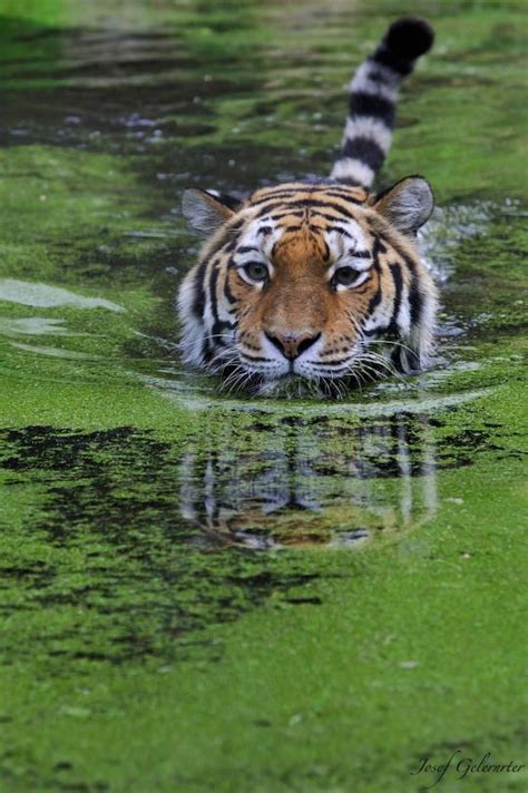 The Beauty Of Wildlife Animals Most Beautiful Animals Pet Tiger