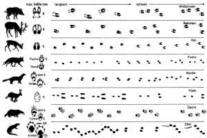 Tierspuren abbildungen / tierspuren abbildungen / tierspuren lernmaterial shop bel. Tipps für Kids - Deutsche Schreberjugend