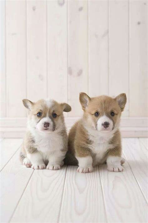 Fat Corgi Puppies Aminals Pinterest