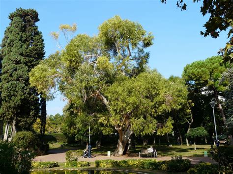 El Eucalipto El árbol Que Crece 1 Metro Por Año