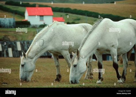 A Pair Of White Horses Graze At Port Stanley Falkland Islands South
