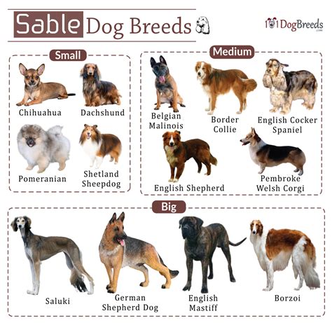List Of Sable Colored Dog Breeds With Pictures