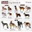 List Of Sable Dog Breeds  101DogBreedscom