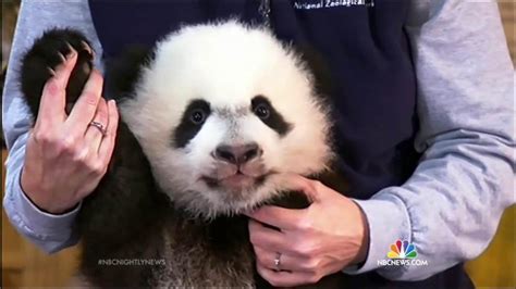 Hey Bei Bei Giant Panda Cub Debuts At National Zoo Nbc News
