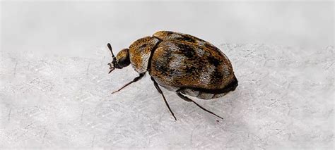 Carpet Beetles Vs Bed Bugs How To Tell The Difference Between The Two