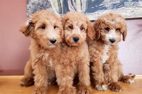 Goldendoodle Puppy For Sale Near Madison Wisconsin Cfd5789b 7551