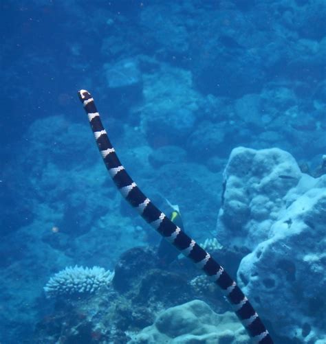 The Sea Snakes Of Niue Are Harmless Swimmers Ocean Watch