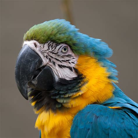 It's time to expect more from a web design tool. Macaw | Macaw at the Santa Barbara Zoo PERMISSION TO USE ...