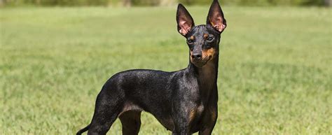 Manchester terrier seems a reduced form of doberman pinscher even if you don't have any tie of blood with this race. Toy Manchester Terrier Dog Breed Profile | Petfinder