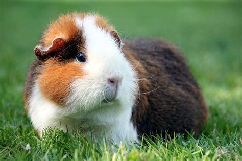No matter how active or inactive you may be. 14 Ways to help keep your guinea pig healthy and happy ...