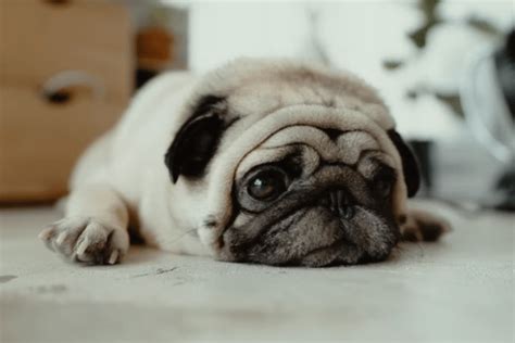 Why Do Pugs Cry So Much 9 Common Reasons