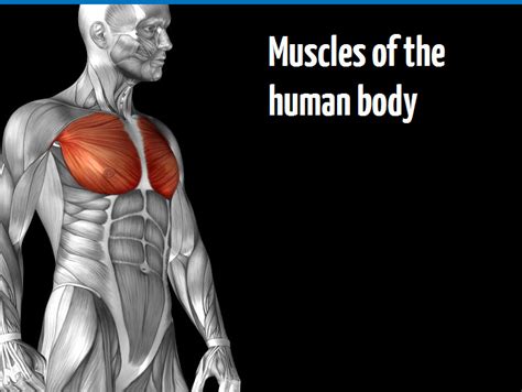 Muscles form about 40% of the total body however, the question here is which is the strongest muscle in the human body. Anatomy & physiology | YMCA Awards