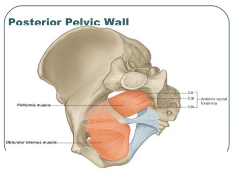 In front it is incomplete, presenting a wide interval between the anterior borders of the ilia, which is filled up in the. Anatomy of Pelvis & Perineum