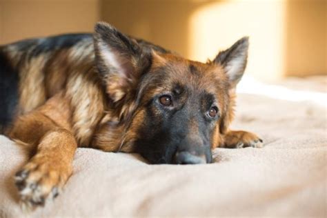 However, today, we take this one step further with an explanation of how to create a homemade diet for dogs with kidney failure. A Homemade Diet for Dogs with Kidney Failure