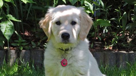 Cute Golden Retriever Puppy 10 Weeks Old Tess