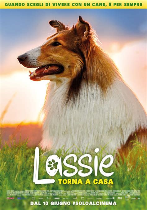 lassie torna a casa multisala cinema nuovo tre sale digitali hd a lioni avellino