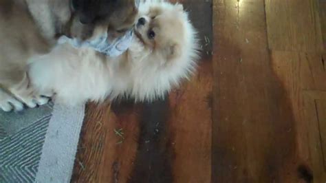 Fat Dog Humps Tiny Pomeranian Youtube