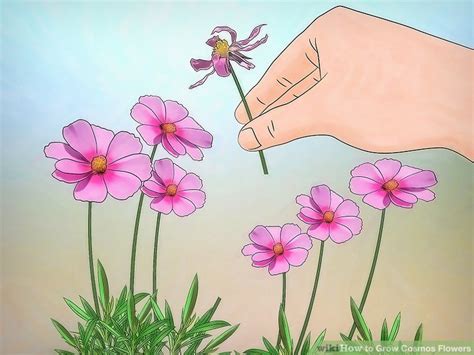 3 Ways To Grow Cosmos Flowers Wikihow Life