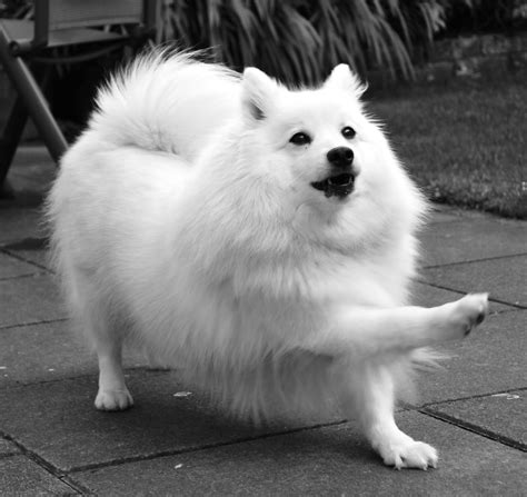 About Dog Japanese Spitz Is Your Japanese Spitz Potty