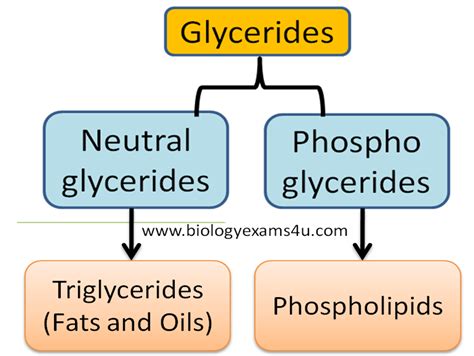 What Are Glycerides Neutral Glycerides Vs Phosphoglyceride