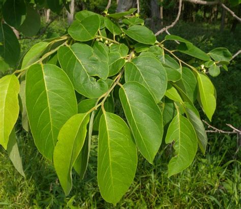 The leaves of this tree are a dark glossy green when mature and grow up to 7 fragrant flowers in cream or light green grow in clusters. American Persimmon (Diospyros virginiana)