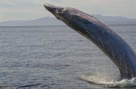 Brydes Whale Information And Picture Sea Animals