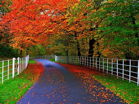 Autumn Splendor Fence Forest Colorful Fall Autumn Colors Park