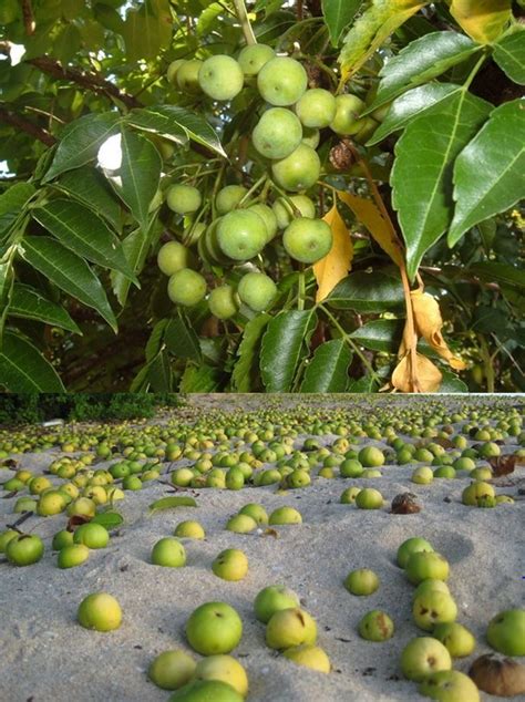 The meaning of this metaphor is that, evidence (fruit) is inadmissible if it has been obtained as a result of illegal search, arrest and coercive interrogation (i.e. Manchineel Tree is the most poisonous plant on earth.