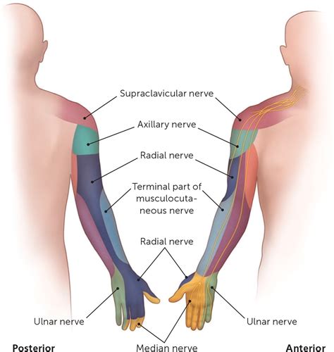 Cutaneous Interventions Dermatome Upper Extremity Dermatomes Chart And Map