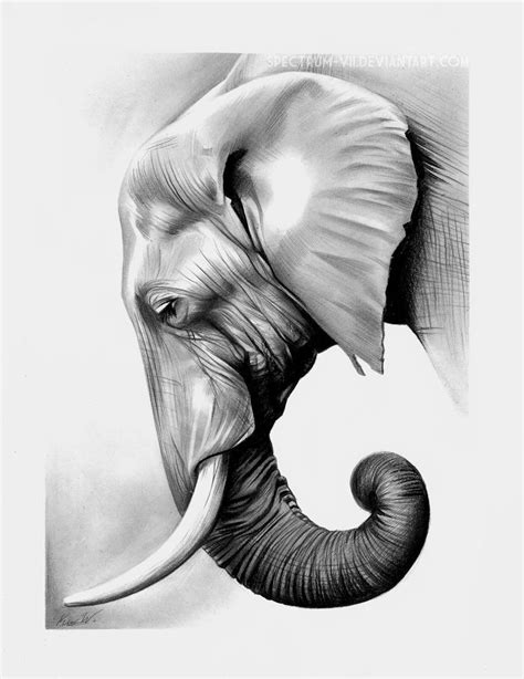 Elephant In Graphite By Spectrum Vii On Deviantart Animal Drawings