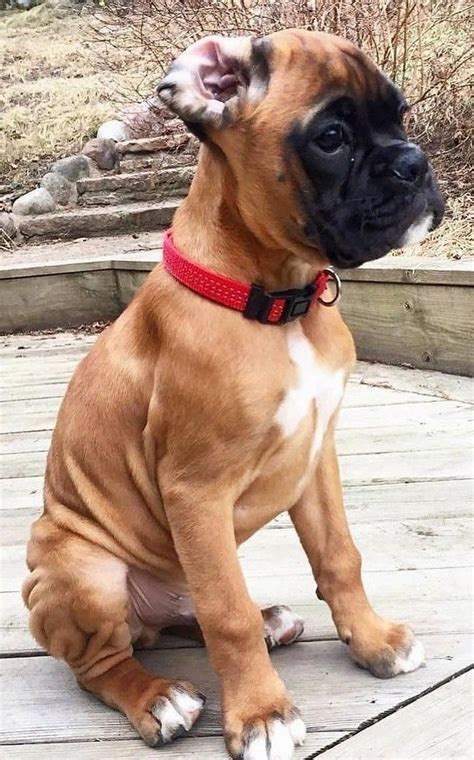 Tausende angebote mit foto, kleinanzeigen und gesuche finden sie in dem führenden fotoanzeiger mit bundesweiten angeboten. Pin on Boxers Dogs