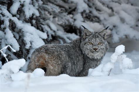 Lynx Alaska Magazine Photo Contest Alaska Magazine