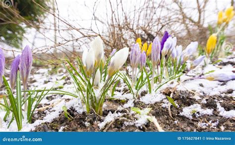 A Beautiful Photograph Of Crocuses Emerging From Snow In Early Spring