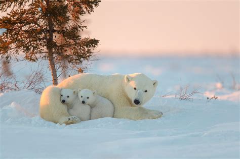 1920x1200 Polar Bears Animals Baby Animals Snow Wallpaper