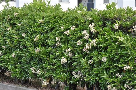 Visit us today for the widest range of tree & shrub products. Sweet viburnum hedge, $90, bantums, privacy hedge, tall ...